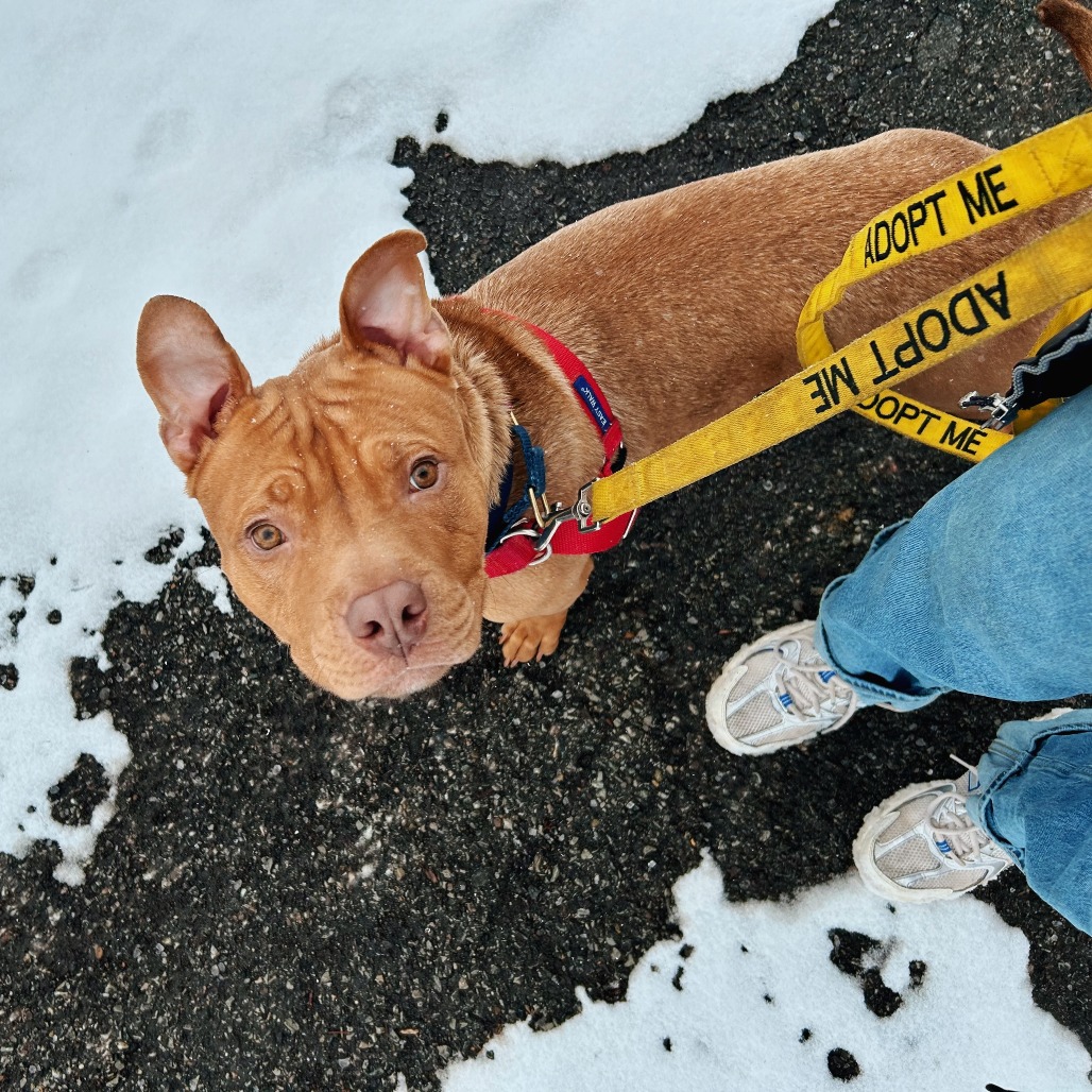 Photo of Minestrone 11