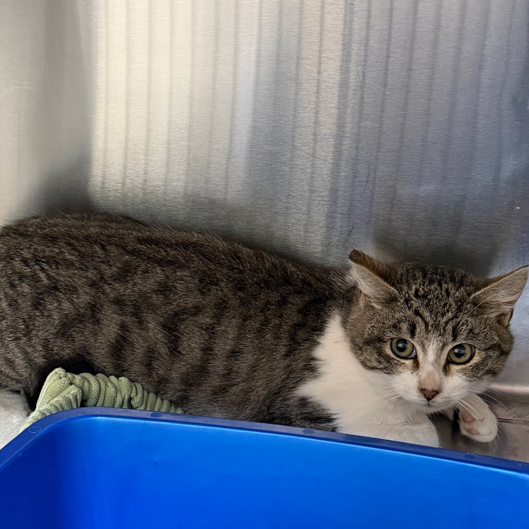 C#26's preview photo