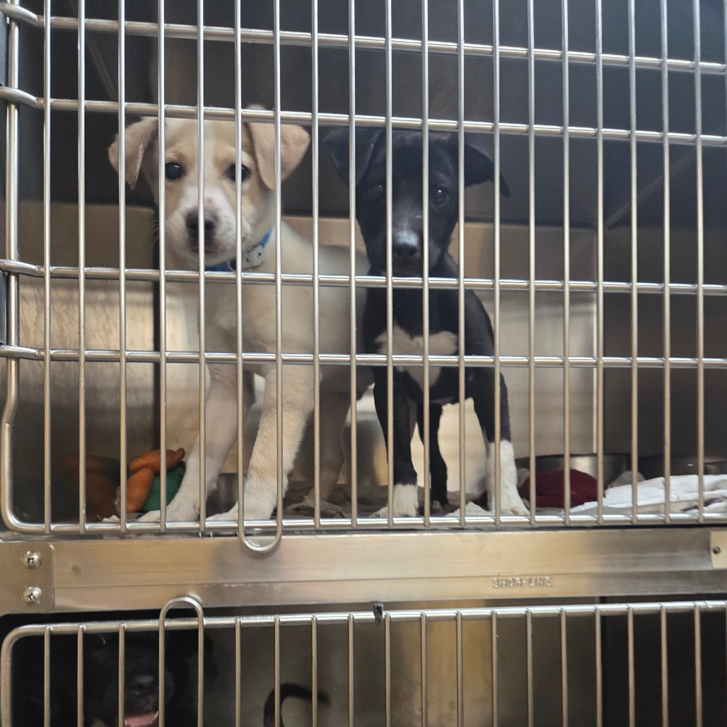 Bravo — thumbnail 4