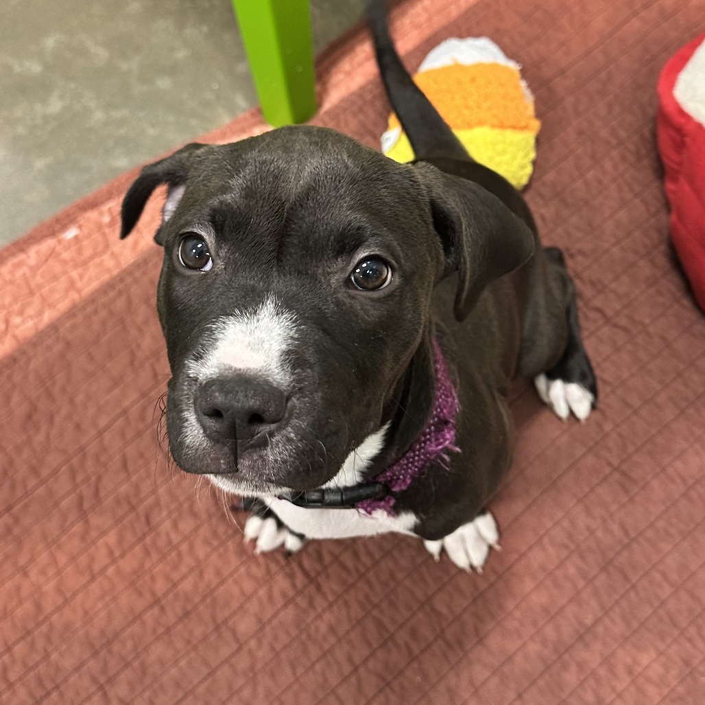 CARLY - Mixed Breed (Large) available for adoption