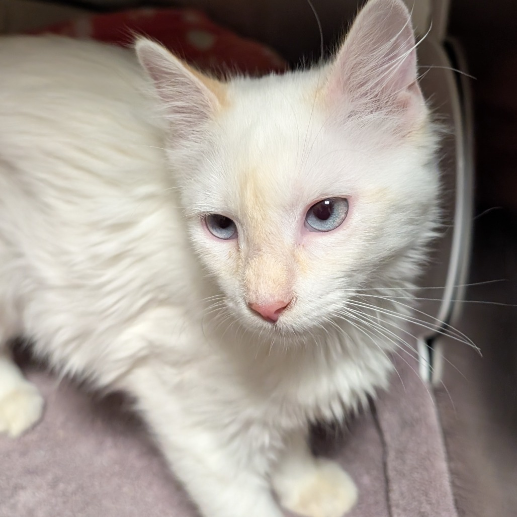 DOLLY - Domestic Medium Hair available for adoption
