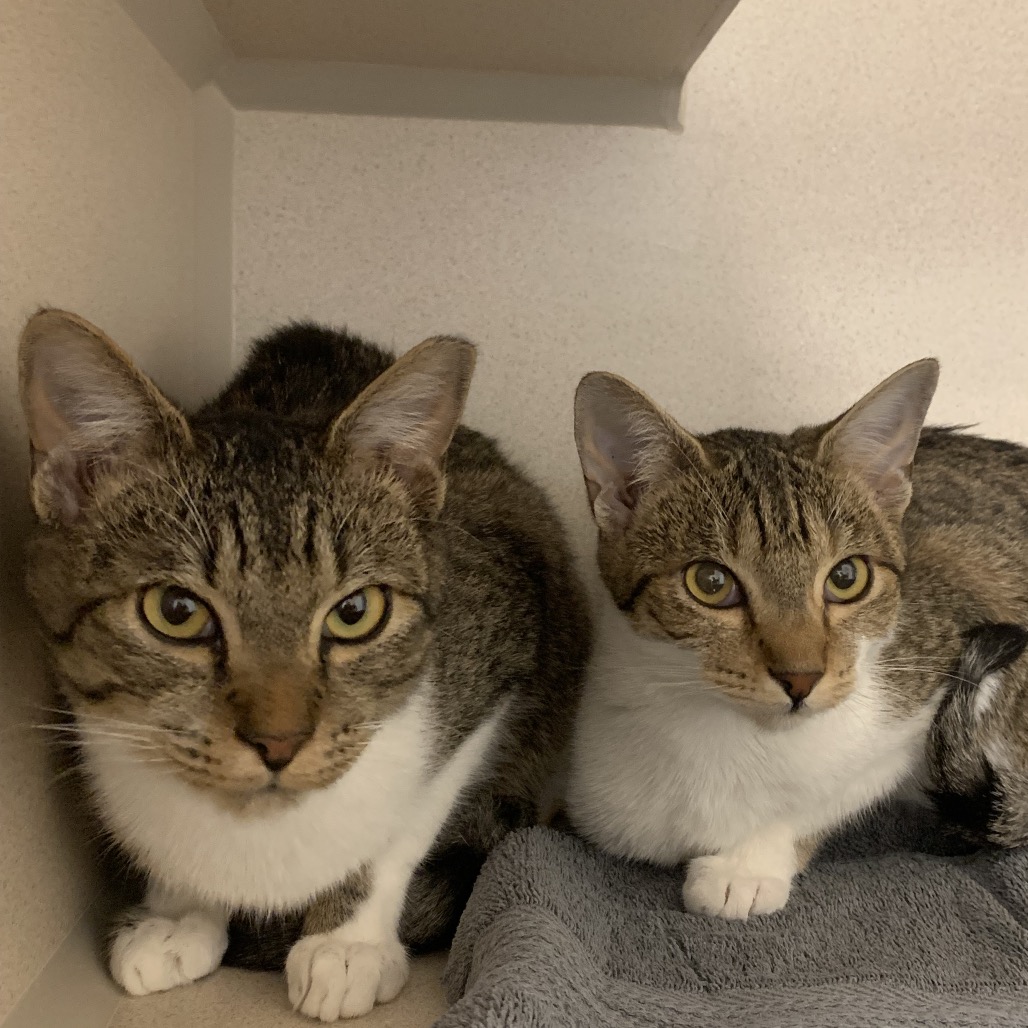 Priscilla  - Domestic Shorthair