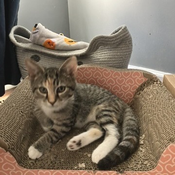 Galaxy — thumbnail 4