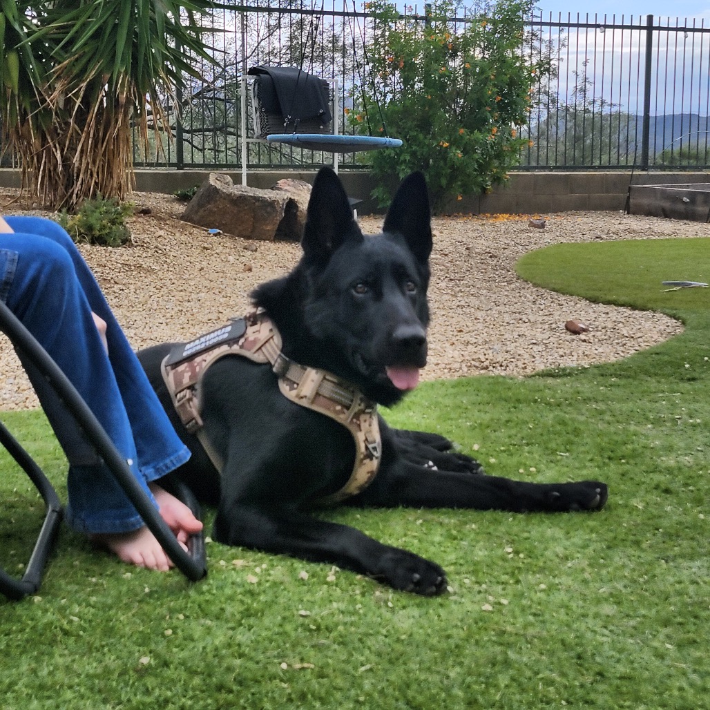 Maximus, photo 16