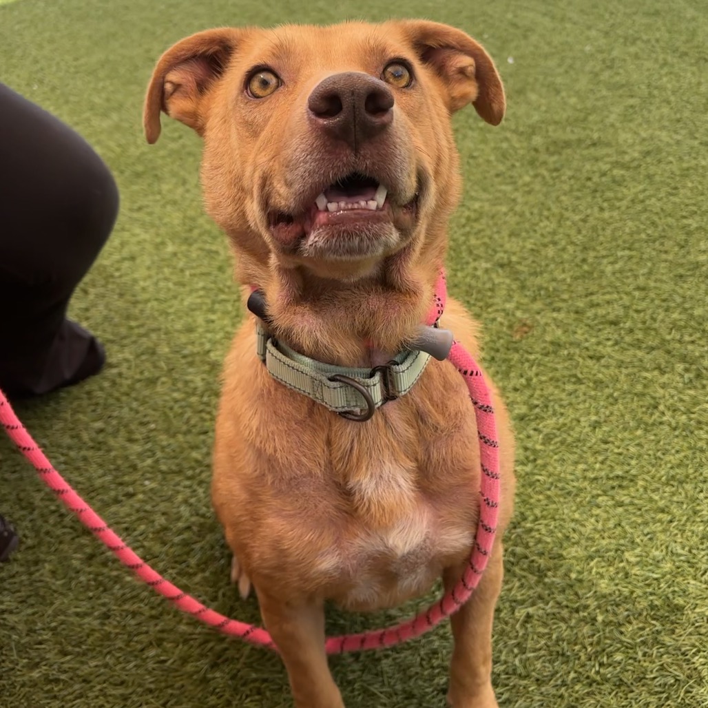 DUTCHESS - Mixed Breed (Medium) available for adoption