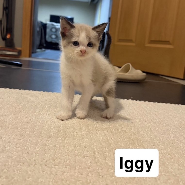 Iggy, adopted