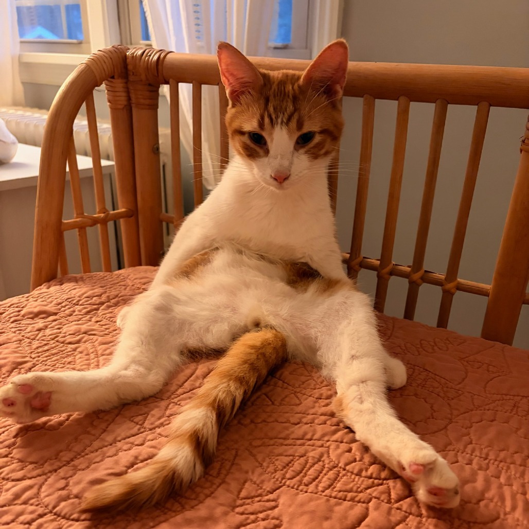 HANNIBAL "PUMPKIN" - Domestic Shorthair available for adoption
