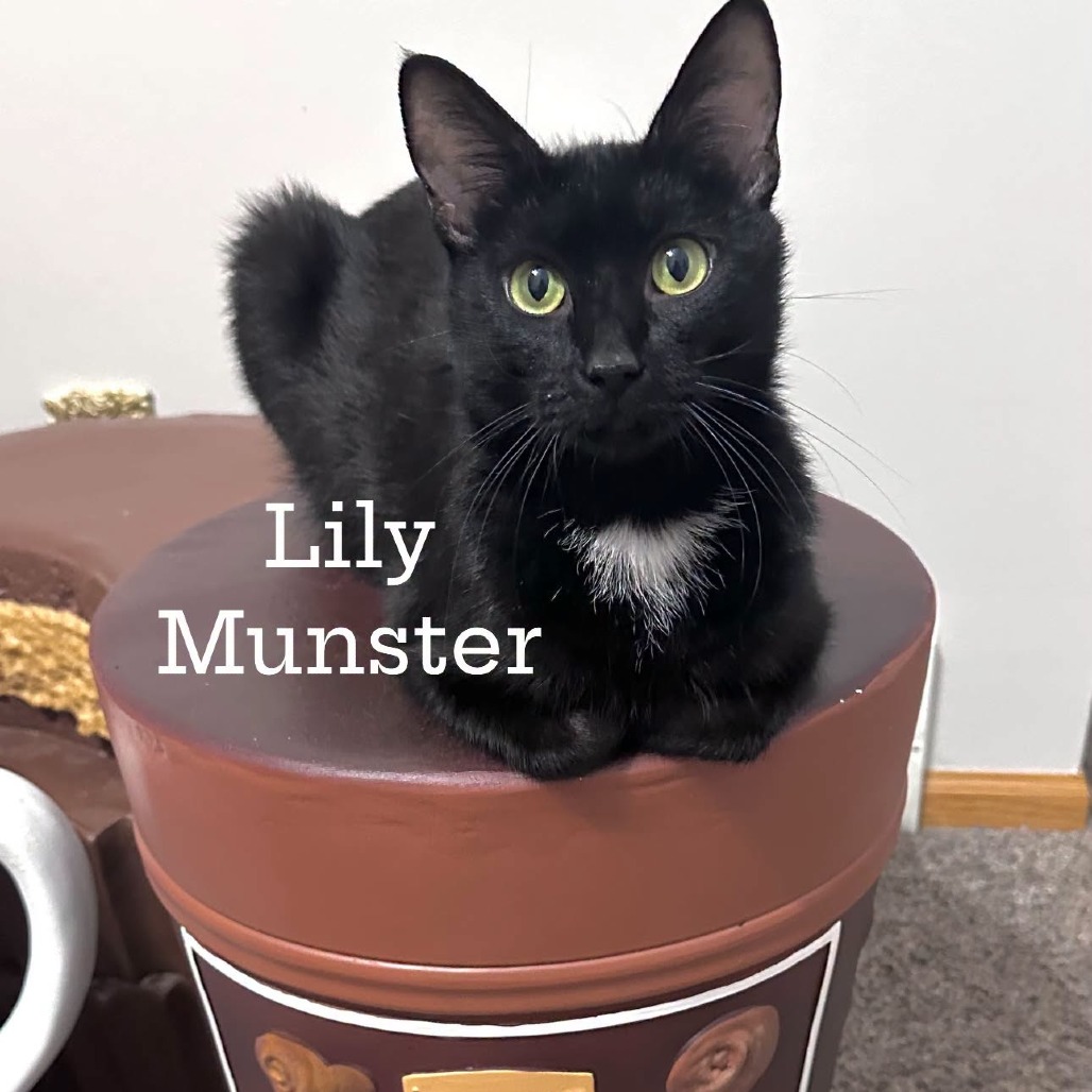 LILY MUENSTER - Domestic Shorthair available for adoption