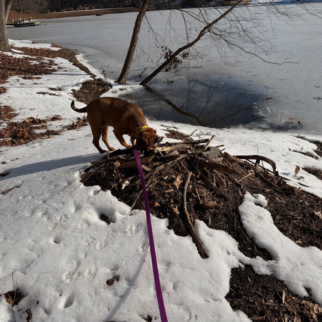 Zoey, photo 34
