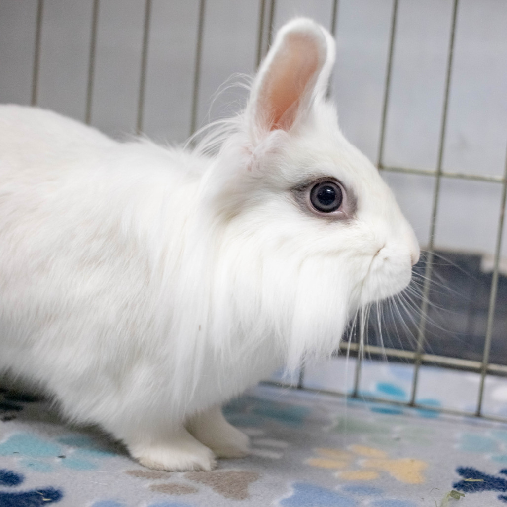 Penny (bonded to Chowder), photo 16