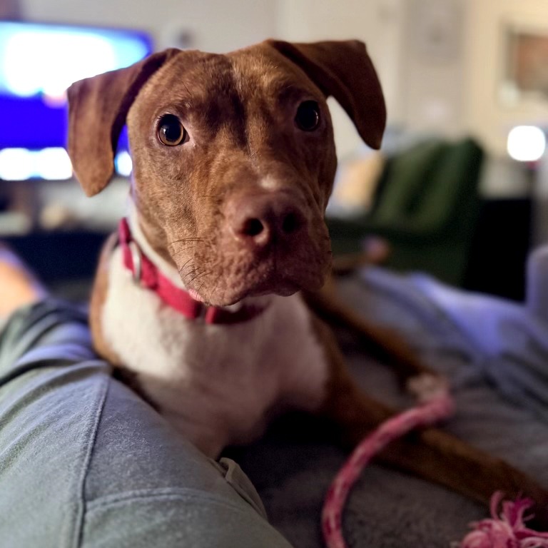 Patch — thumbnail 4