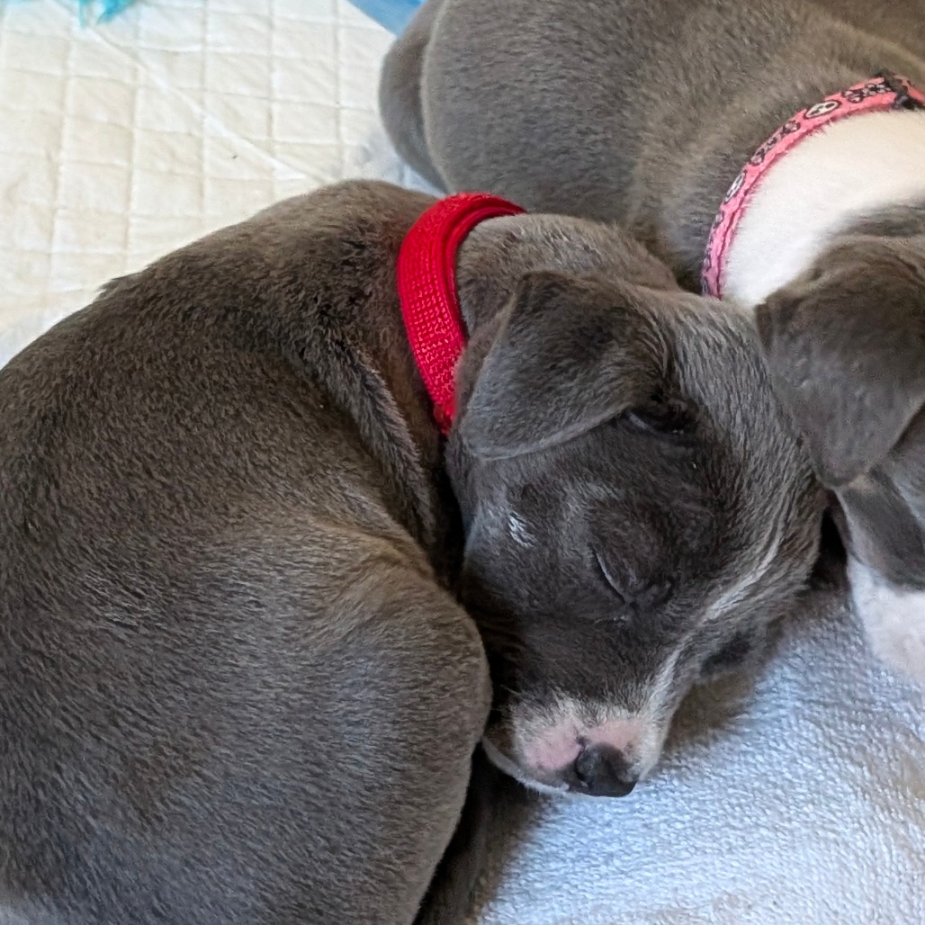 Cranberry — thumbnail 7