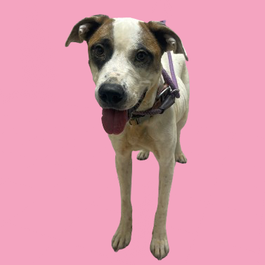 Tusc Stray 82147