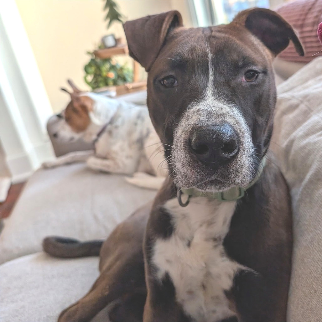 Hugo — thumbnail 10