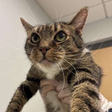 BLAKE - Domestic Shorthair available for adoption