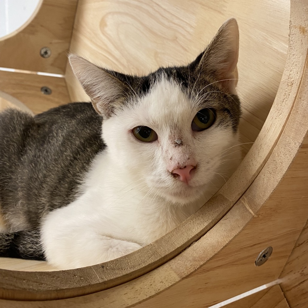 MARTIN - Domestic Shorthair available for adoption