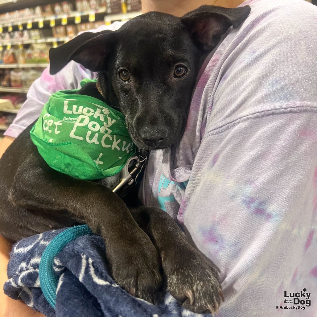 NIKO - Retriever, Labrador / Mix available for adoption