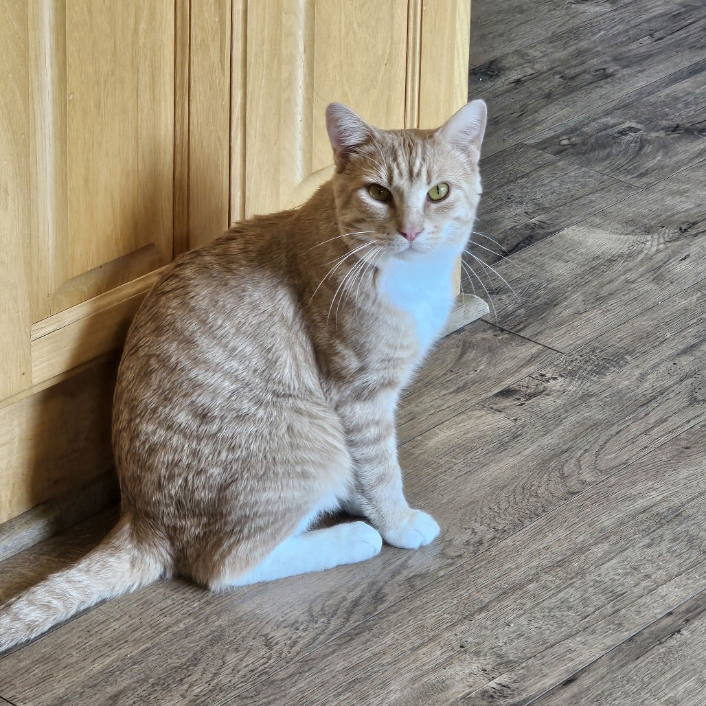 Simba Tuna