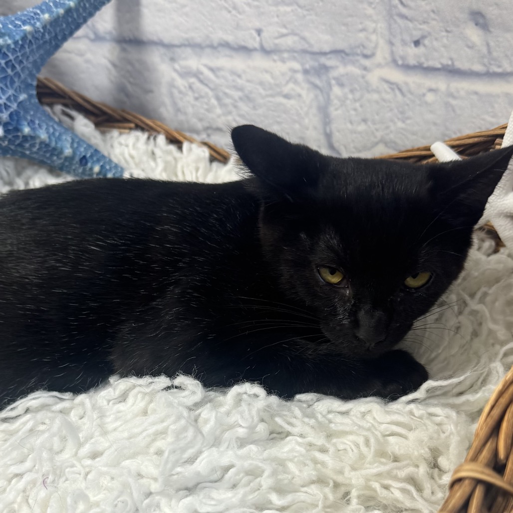 Onyx, photo 2