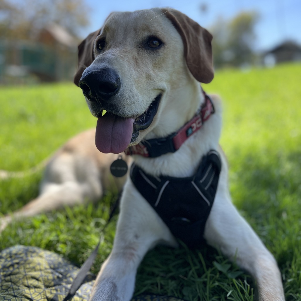 Labrador Retriever