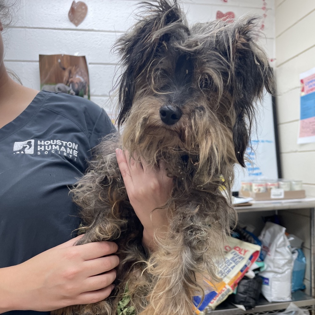 DAVY JONES - Terrier, Yorkshire, Yorkie / Mixed Breed (Medium) available for adoption