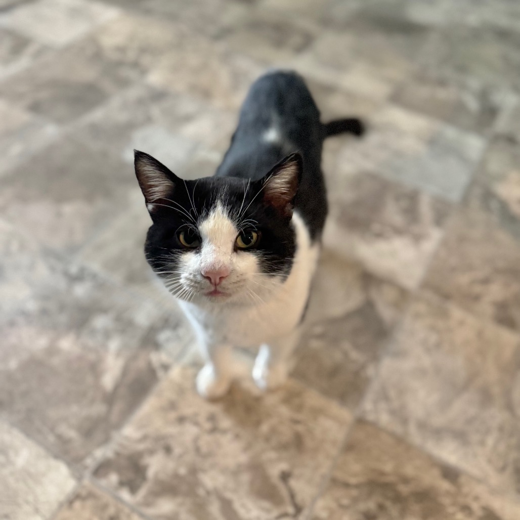 Slam Dunk — thumbnail 3