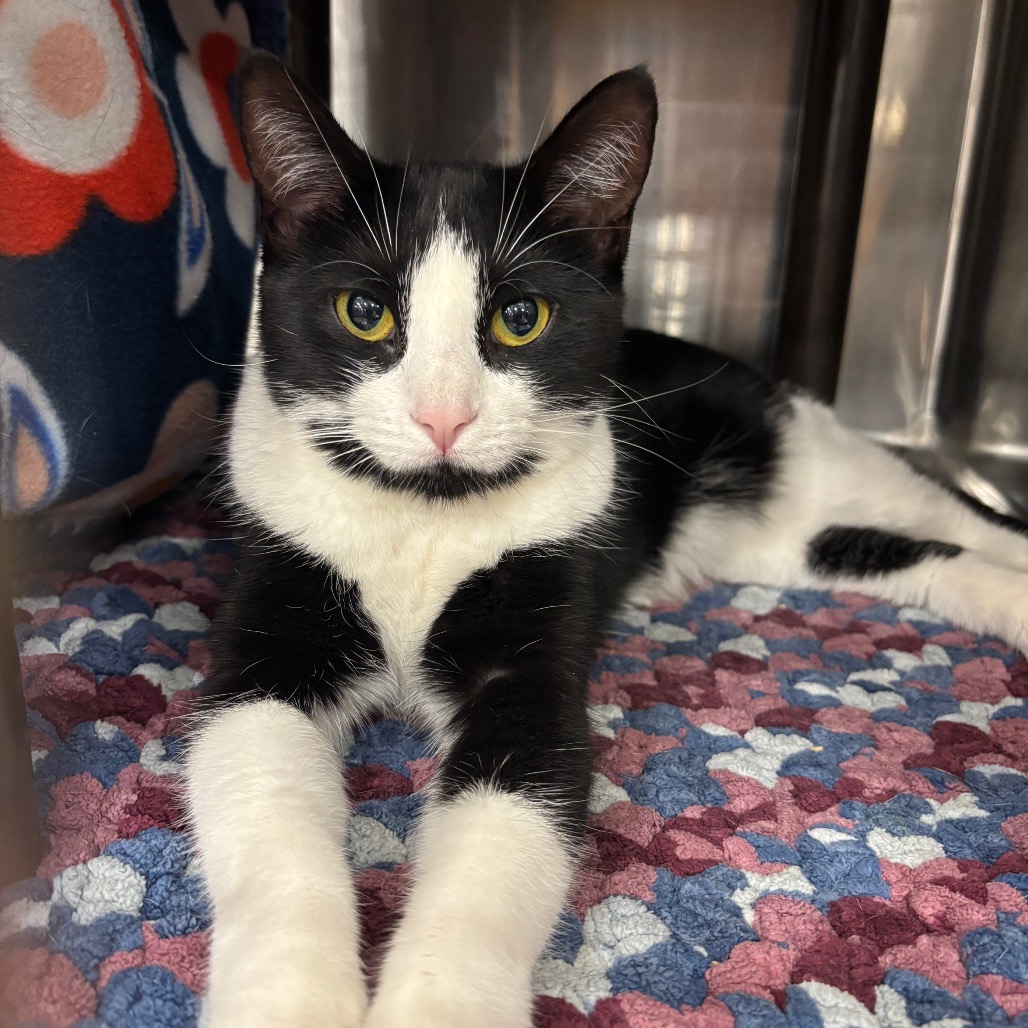 ELIZA-AT PETSMART MADISON EAST - Domestic Shorthair available for adoption