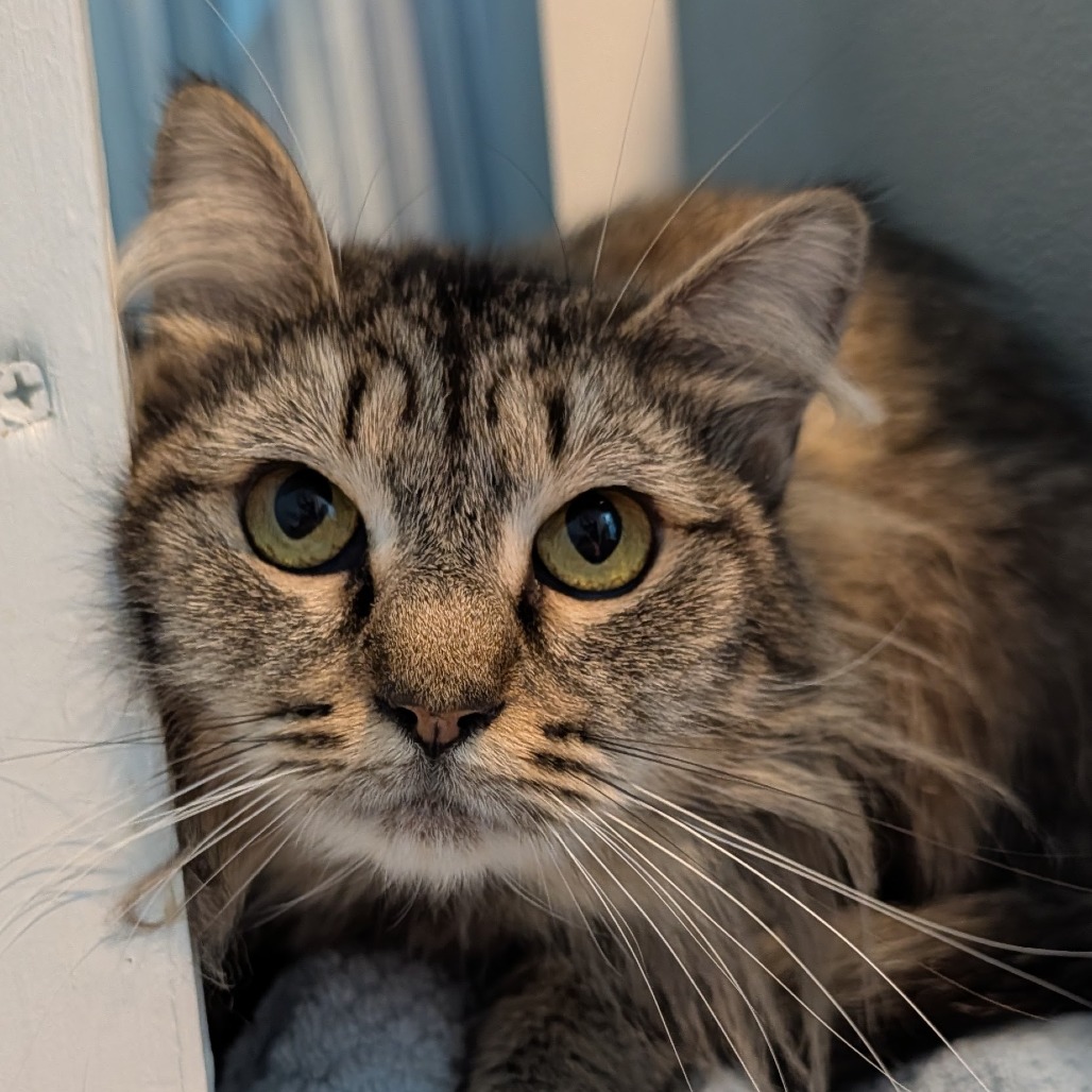 Tigress the Cat