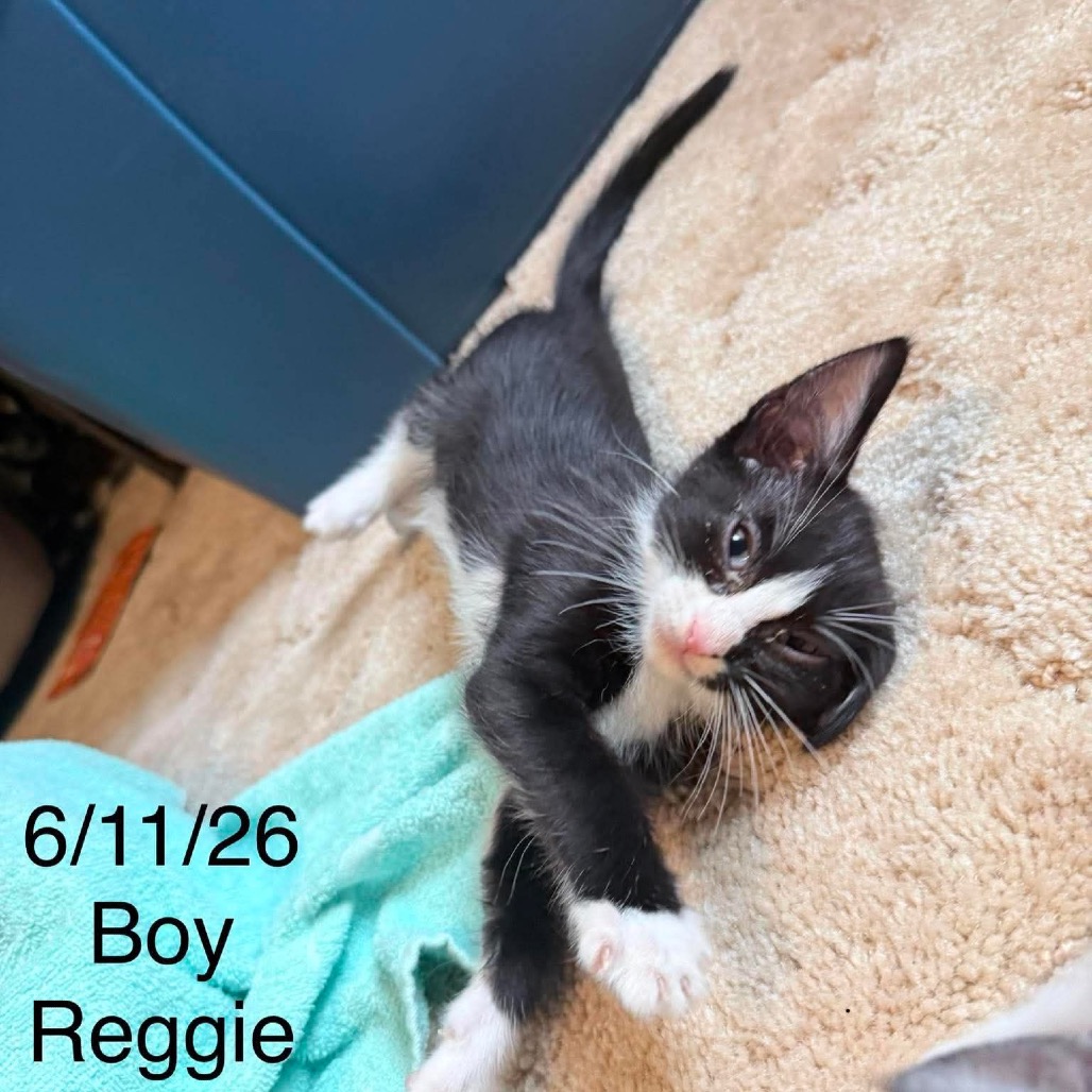 Reggie C12229