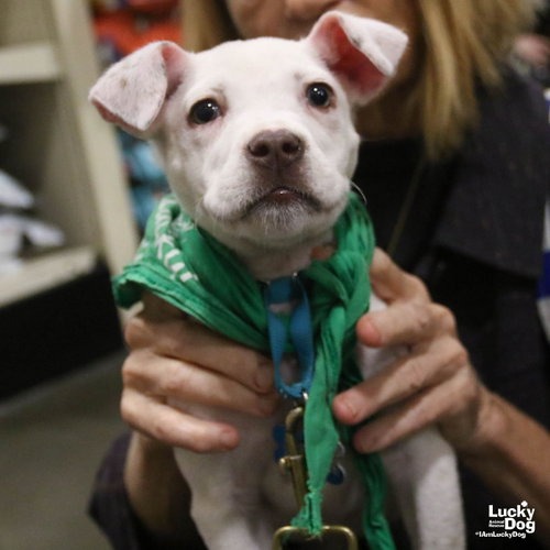 LEONARDO - Chihuahua / Terrier available for adoption