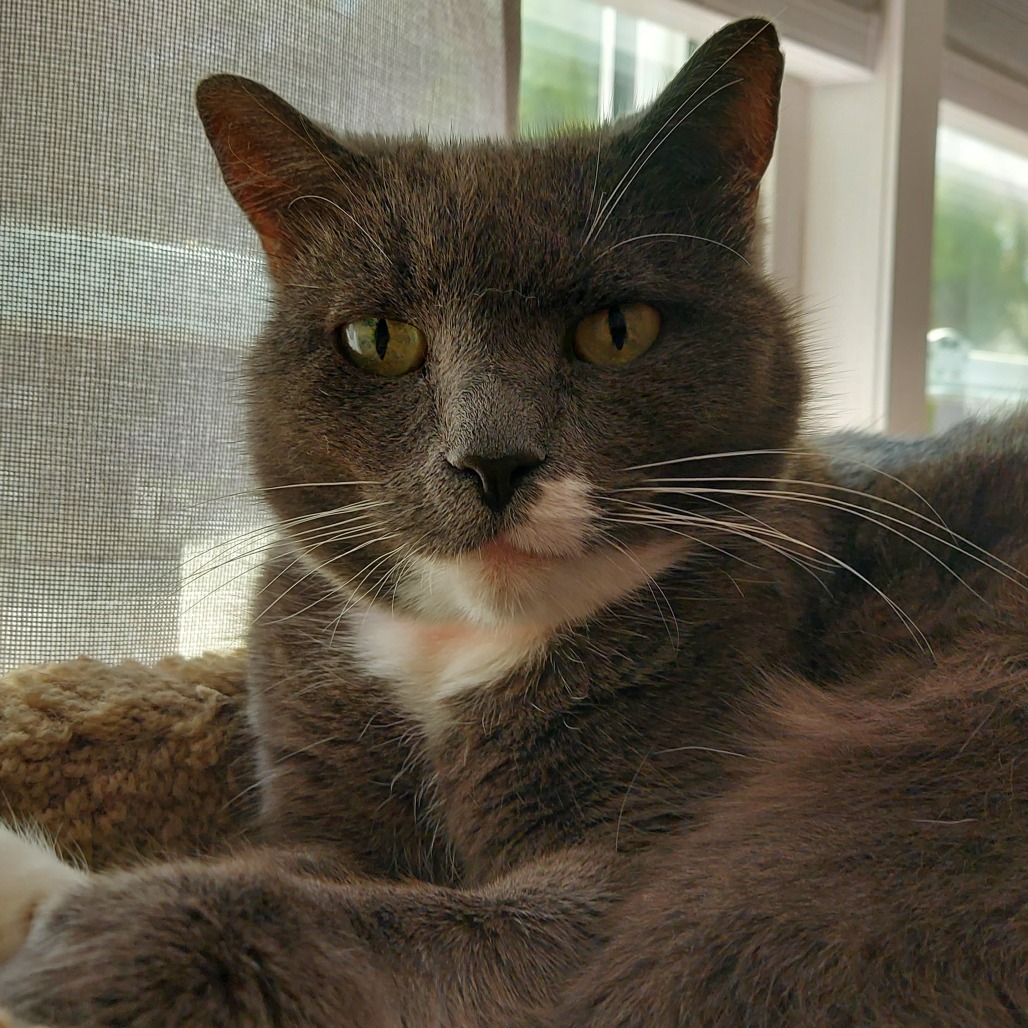 Applesauce, photo 23