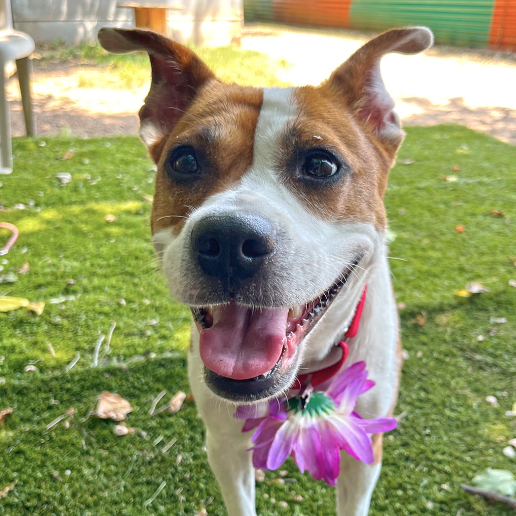 Daisy, additional photo