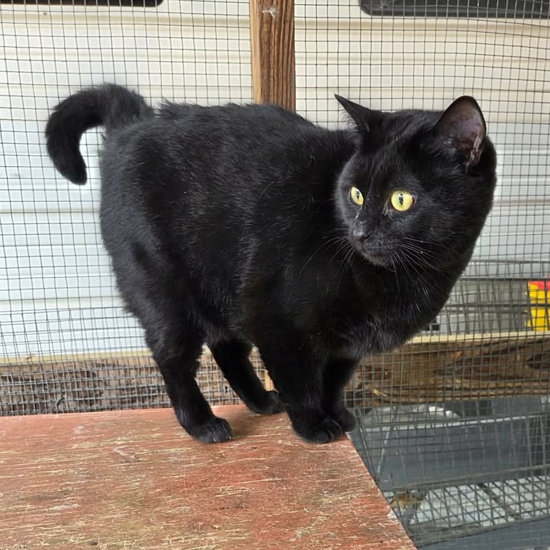 SWIZZLE-AT PETSMART MADISON EAST - Domestic Shorthair available for adoption