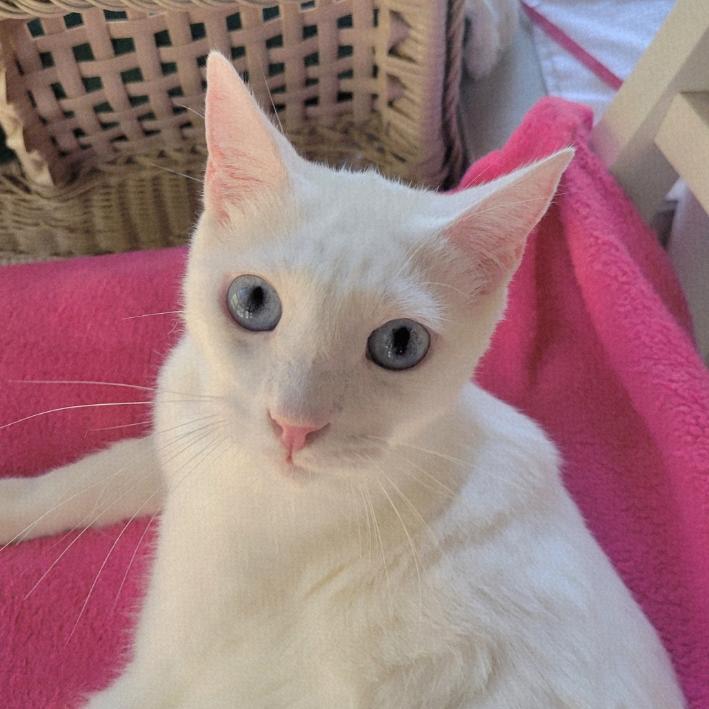 OPALINE bonded to DOVEY