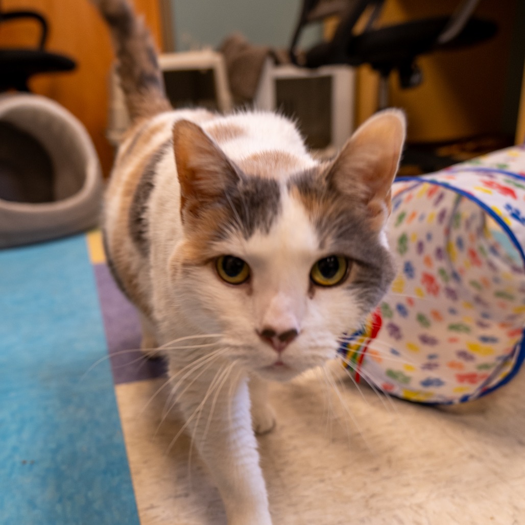 BOH - Domestic Shorthair available for adoption
