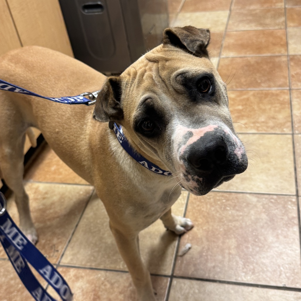 FWT MARLON - Mixed Breed (Medium) available for adoption