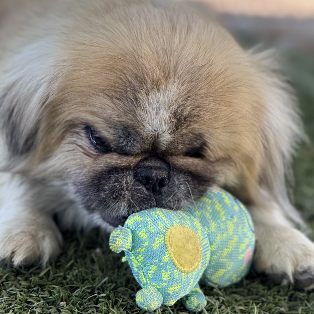 Muggsy, photo 14
