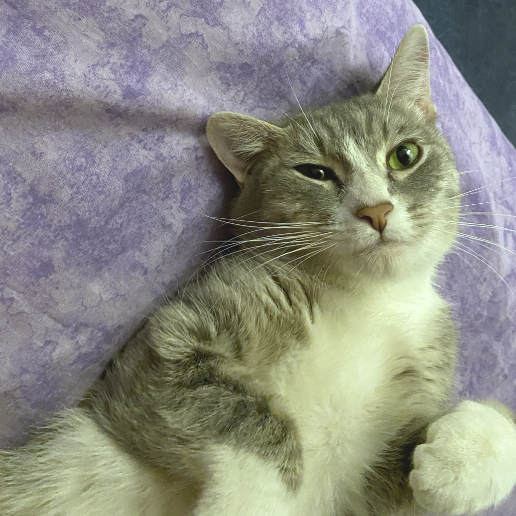 Kitty — thumbnail 5