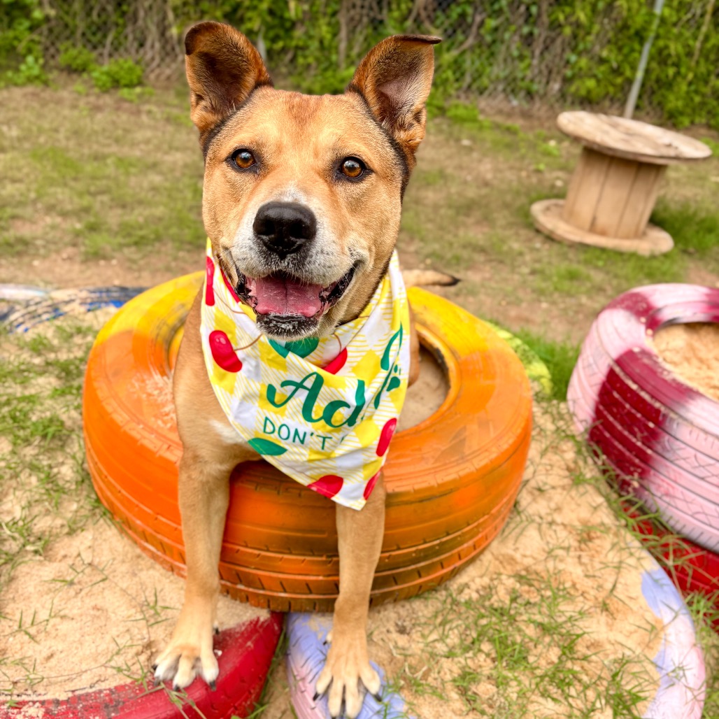 Catero, adoptable senior dog