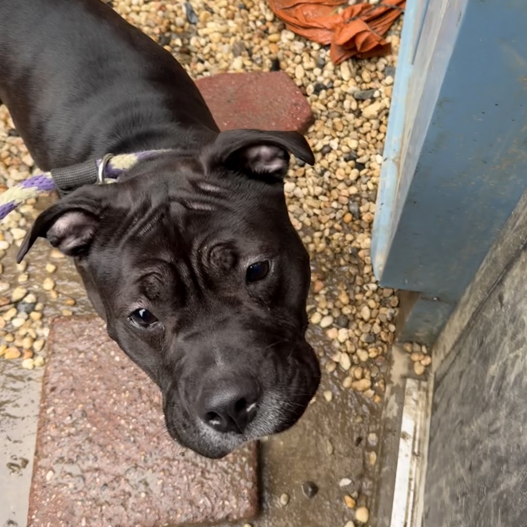 Zara — thumbnail 3