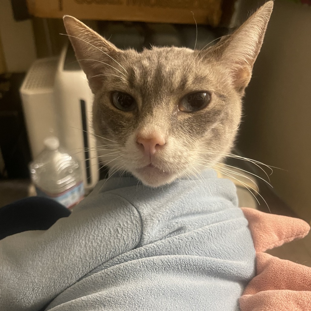 Butters - Domestic Shorthair