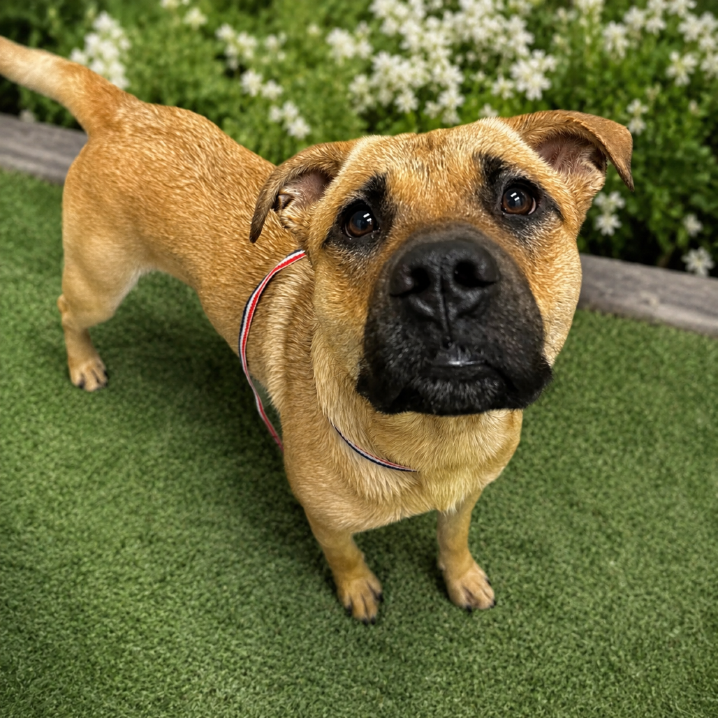 CAMPER - Shepherd, German / Mixed Breed (Medium) for adoption in Henderson