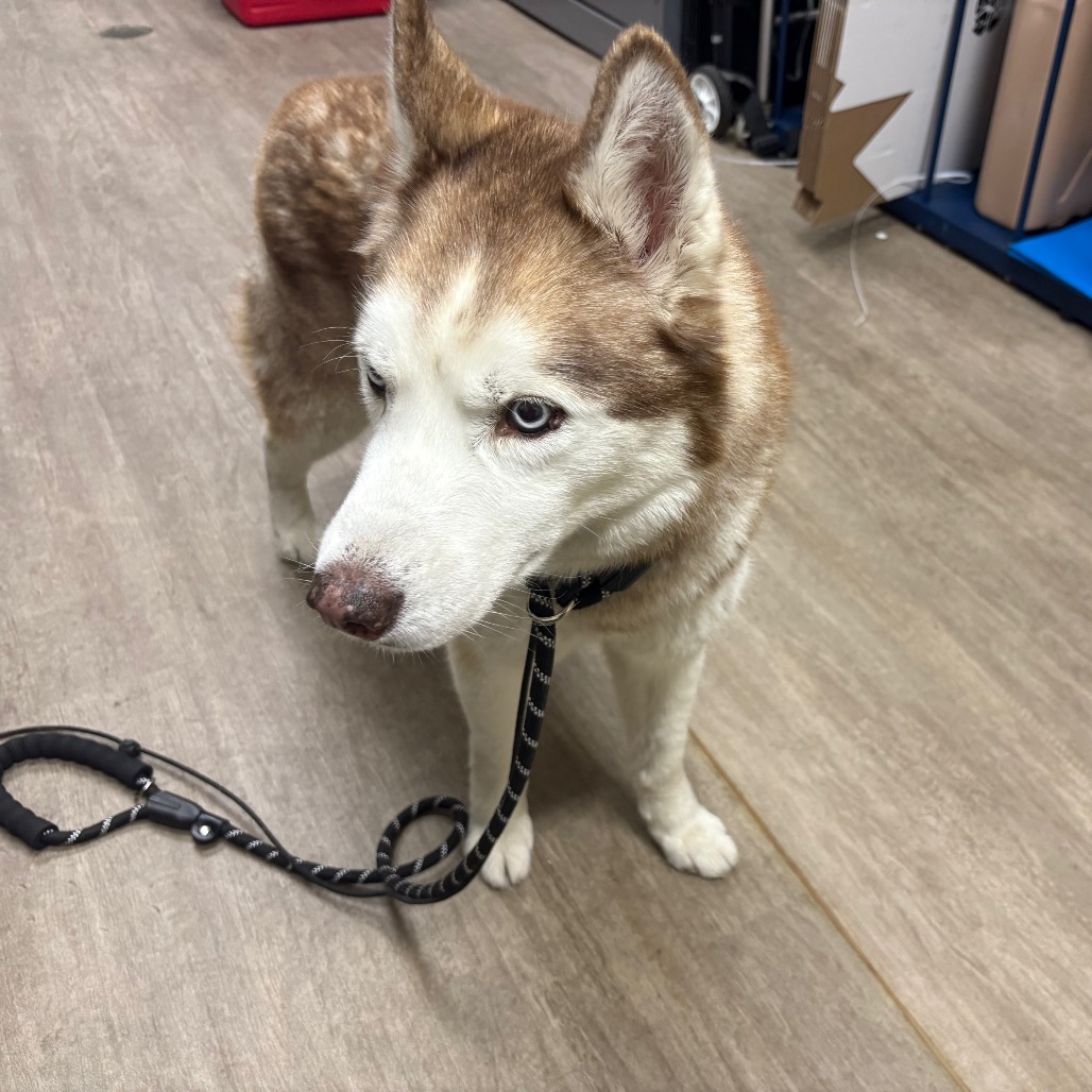 Nanook