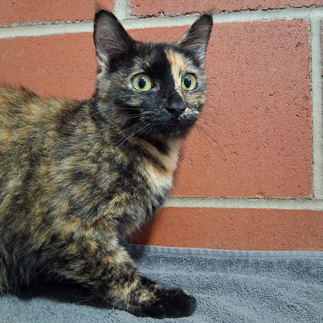 Thomasina, photo 2