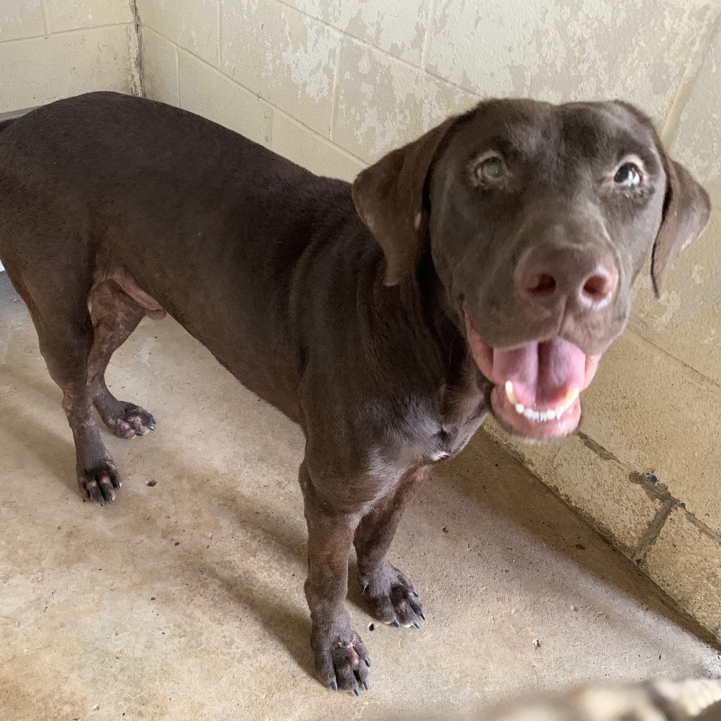 DOUGIE - Retriever / Labrador available for adoption