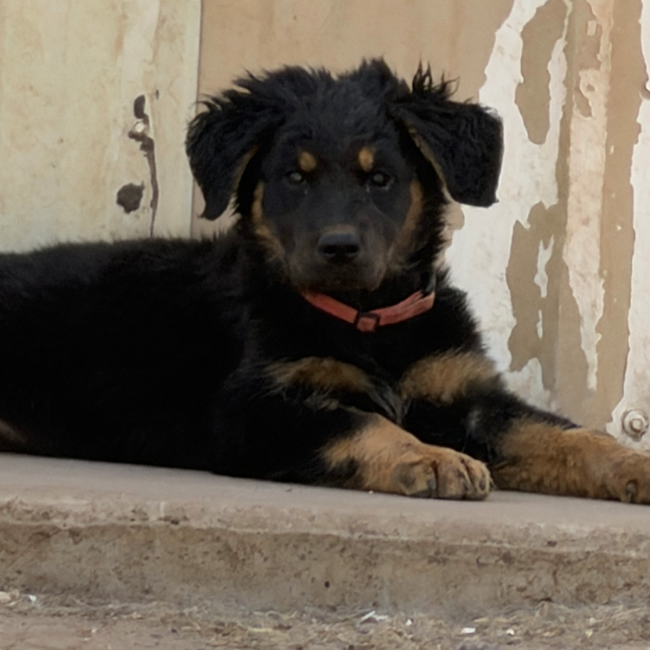 Elmyra, adopted
