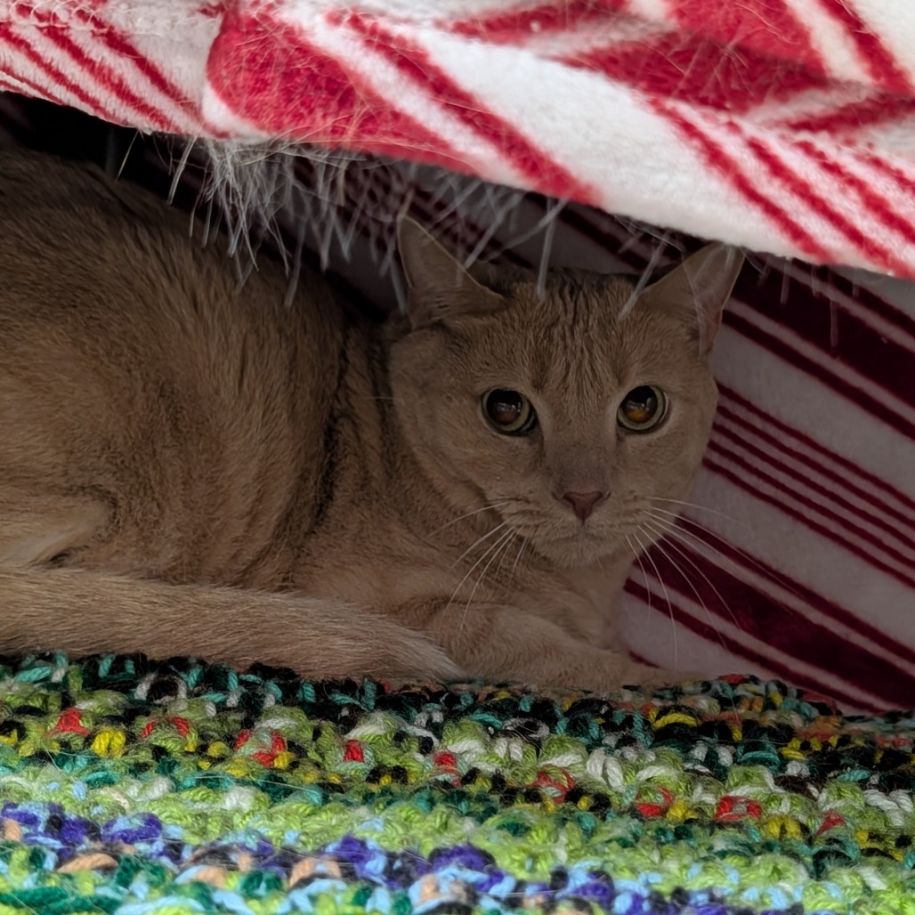 URI - Domestic Longhair available for adoption