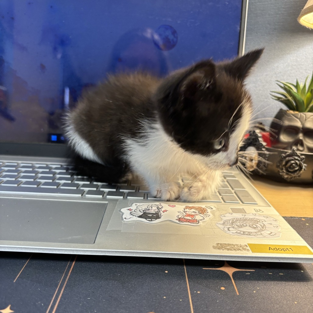 JALAPENO LENA - Domestic Shorthair available for adoption