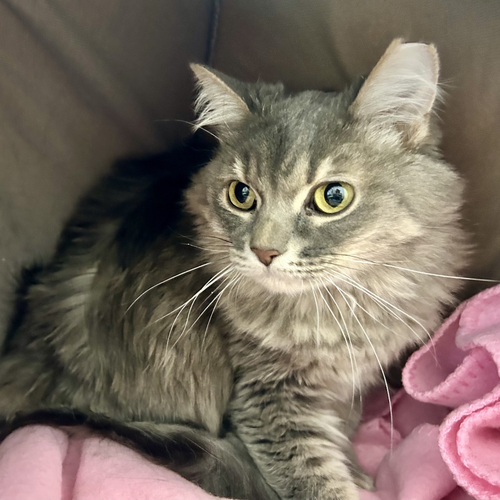 GRAYCEE - Domestic Medium Hair for adoption in Henderson