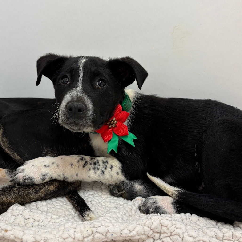 Dragon Dance — thumbnail 2